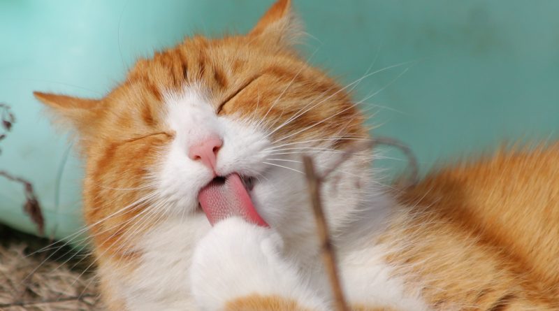 5 Benefits of CBD Oil For Cats