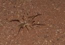 Camel Spiders: Facts and Myths